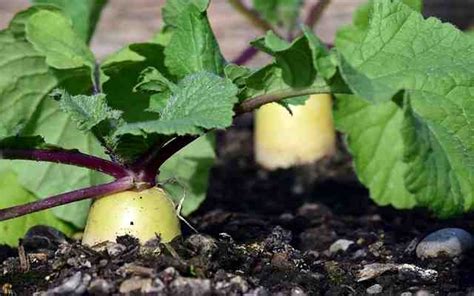 Benefits of Radish Leaves - Side effects - Herbs Science