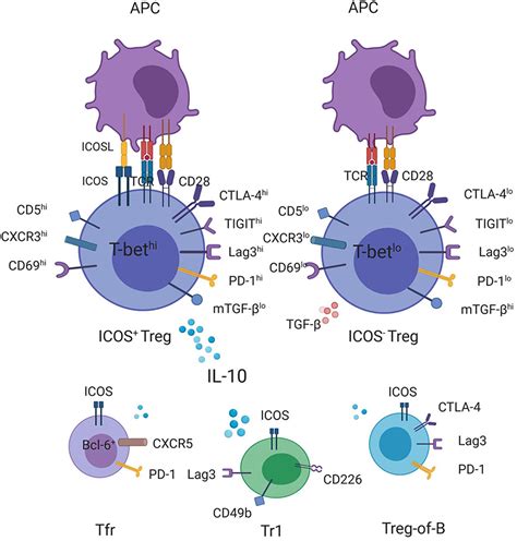 Frontiers | ICOS+ Tregs: A Functional Subset of Tregs in Immune ...