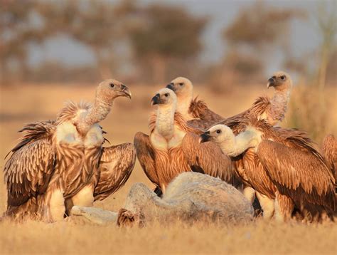 Thar ecology is facing great threats, finds a fresh book on Rajasthan ...