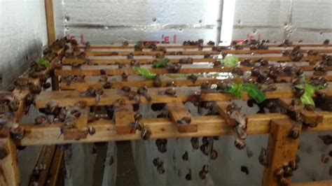 Snail farm breeding room.Kerry Escargot | Snail farming, Snail, Farm