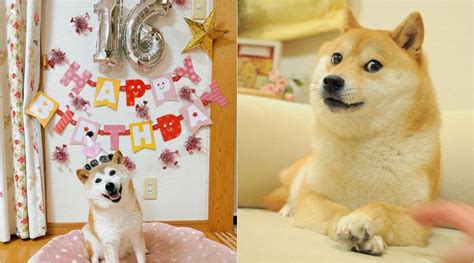 Kabosu, the dog behind famous Shiba Inu ‘Doge’ meme, celebrates 16th ...