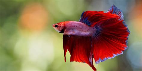 Exotic Betta Fish for Sale