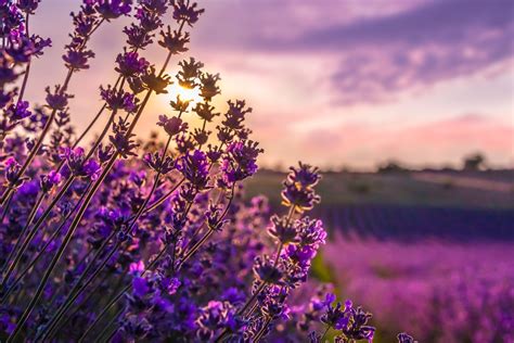 Maui's Lavender Farm Field - pmimaui