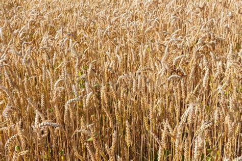 Field of barley stock photo. Image of ripe, summer, nature - 122065148