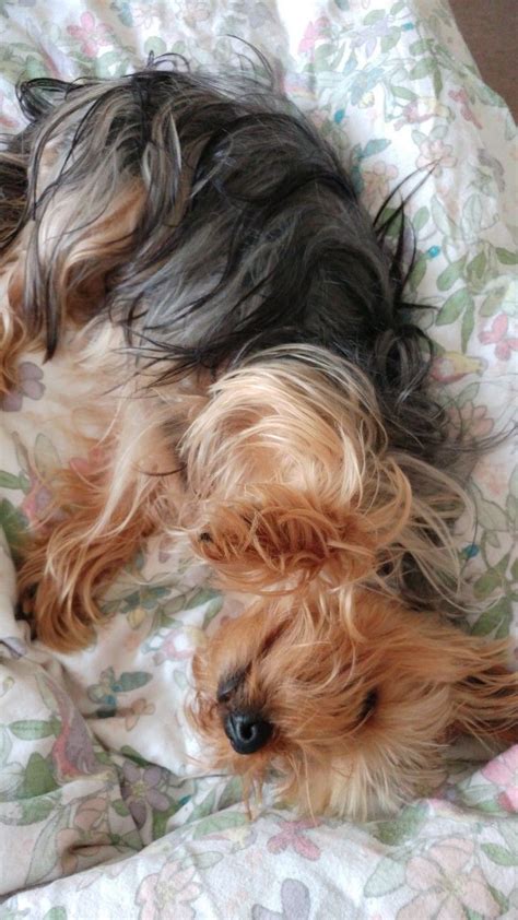 Sleeping the way yorkies sleep 😴 | Yorkshire terrier, Yorkshire terrier ...