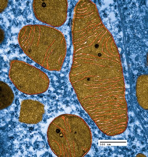 Dynamic Relationship of Mitochondria and Neurons