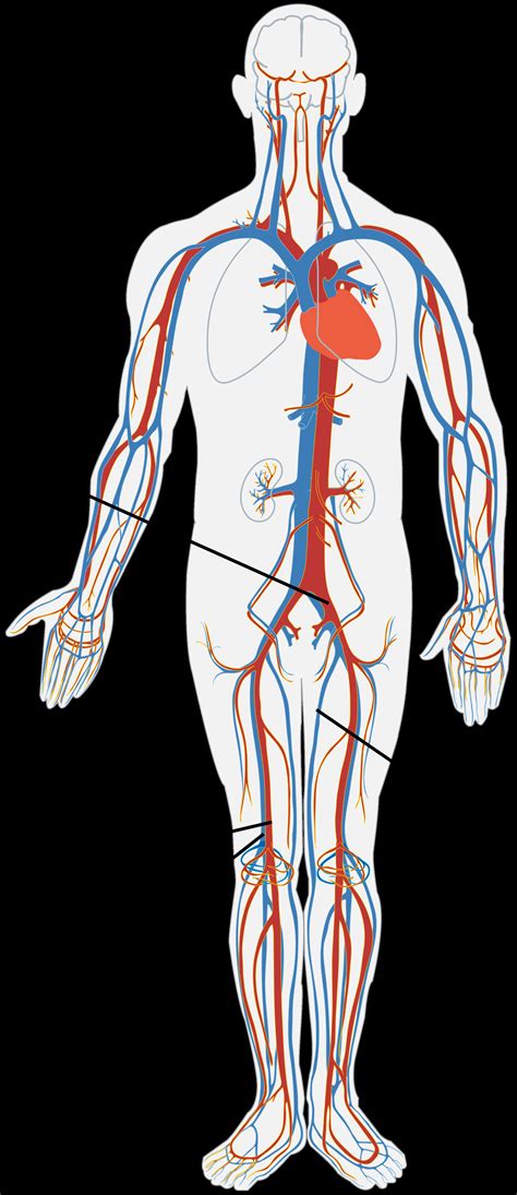 Veins And Arteries Diagram - exatin.info