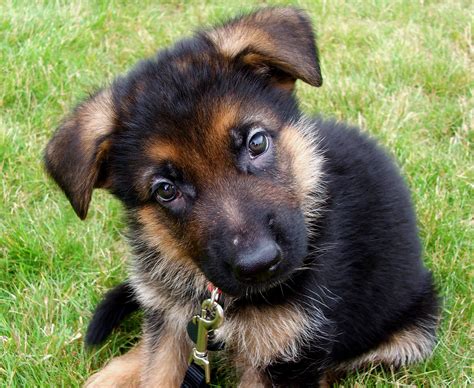 Panzer as a puppy - German Shepherds Photo (36311386) - Fanpop - Page 5