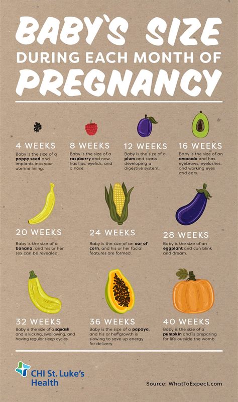 Baby's Size During Each Month of Pregnancy | St. Luke's Health | St ...