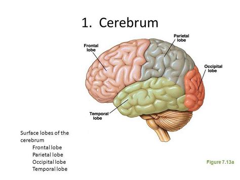 Neuro4Kids | The Cerebrum – Neuro4Kidz – Medium