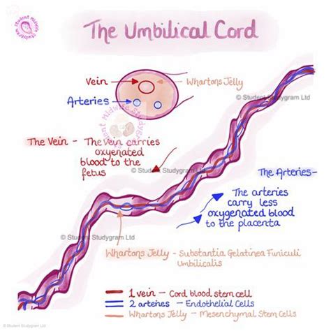 The Umbilical Cord Collection – Digital Downloads – Student Midwife ...