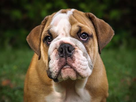 English Bulldog Puppies: Breed Info and Who Needs a Bulldog Today