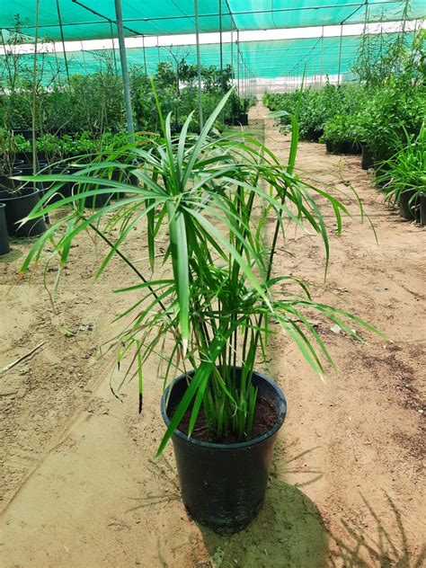 Cyperus Grass Plant "umbrella papyrus" - Sunrise Flower