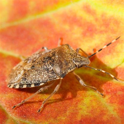 7 Best Stink Bug Repellent Picks to Banish Pests | The Family Handyman