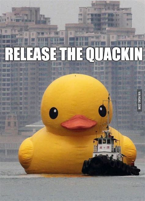 http://9gag.com/gag/ay0AM5p?ref=mobile | Funny pictures, Rubber duck ...