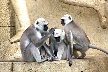 Royalty-Free photo: Black monkey walking on yellow rope during daytime ...