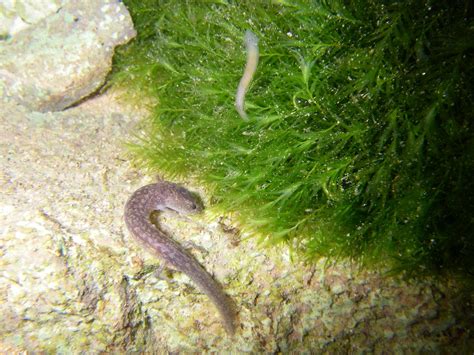 Barton Springs Salamander Facts and Pictures