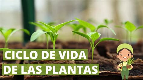 El ciclo de vida de las plantas - ETAPAS EXPLICADAS🌱 - YouTube