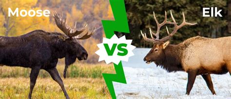 Moose vs Elk: 5 Key Differences Explained - A-Z Animals