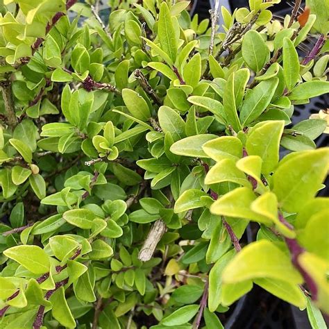 Buy Lonicera pileata Moss Green (Privet Honeysuckle) in the UK