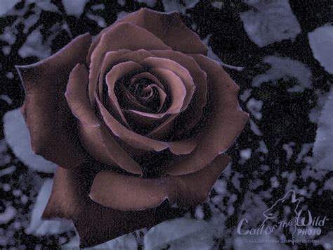 Wilted Rose by Briar-Moss on DeviantArt