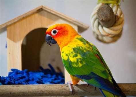 Dealing With Screaming in Birds - The Happy Chicken Coop