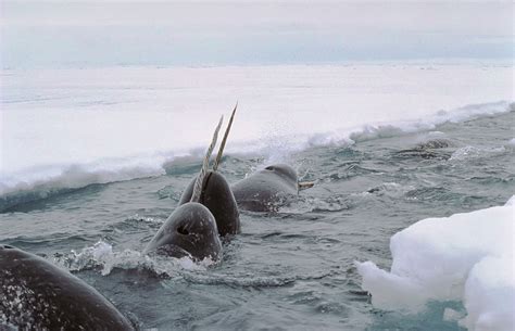 Smithsonian Insider – Scientists map pathway from narwhals’ sensitive ...