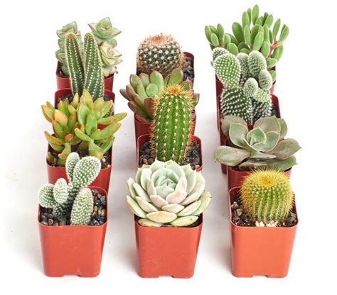 Small Cactus Plants (Mini Cactus) The Complete Guide