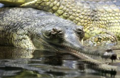 Gharial - Description, Habitat, Image, Diet, and Interesting Facts