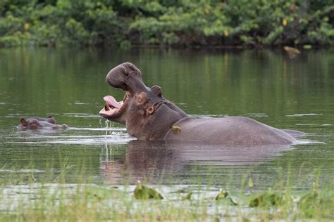 Biodiversity in Guinea Bissau - Bio Guinea