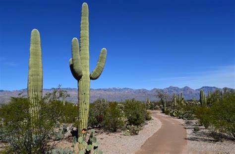 Saguaro National Park – a magical trip | DinoAnimals.com