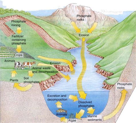 Excess phosphorus in the soil