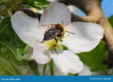 Honey Bee, Pollination Process Stock Photo - Image of eyes, farm: 169763120