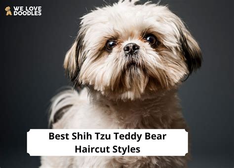 7 Shih Tzu Teddy Bear Haircut Styles!