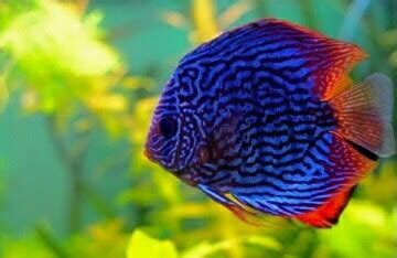 10 Ikan Hias Kecil TerCantik untuk Koleksi Aquarium Air Tawar JejakSemut