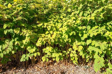 How To Identify Japanese Knotweed: Identification Guide