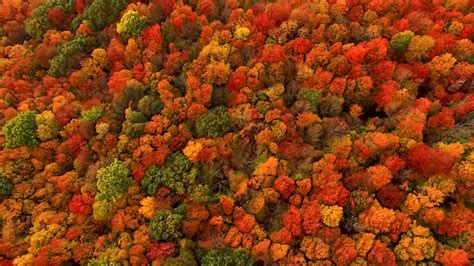 Fall Foliage - The New York Times