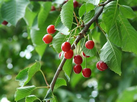 Prunus avium | Wild Cherries at the bus stop in Dartford Ken ...