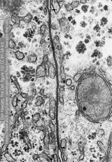 Electrical Synapses – Introduction to Neuroscience