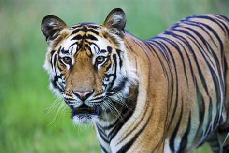 Tiger Tops WWF's List of Ten Critically Endangered Species