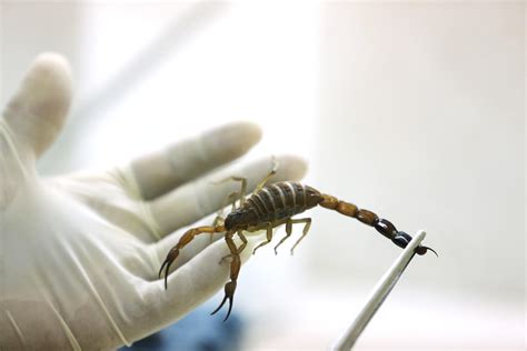 Cancer Patients Turn To Scorpion Venom From Cuba | WLRN