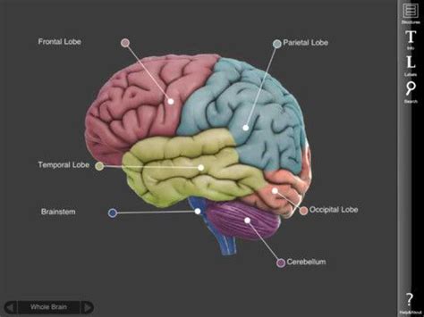 Human brain 3d model - lasopaol