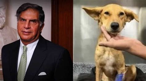 Five-star treatment for dogs! When Ratan Tata allowed strays to his ...