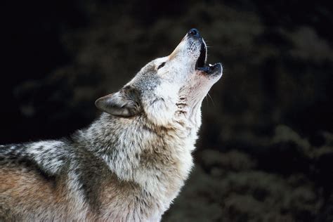 Howling Wolf - craibas.al.gov.br