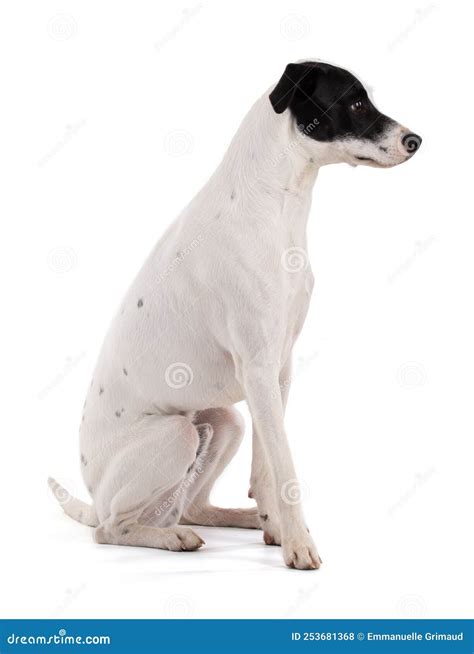 Chien Blanc Mignon Avec Une Tache Noire Assis Photo stock - Image du ...