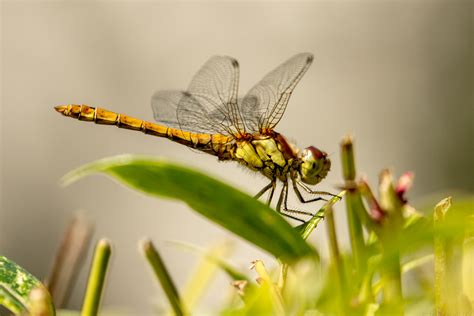 Dragonflies - Photorasa Free HD Photos