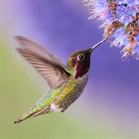 Anna's Hummingbird in flight with purple flower | Bird photo, Birds ...