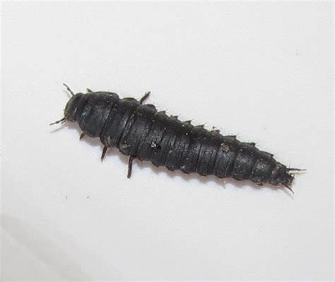 species identification - What is this black shelled insect found in ...