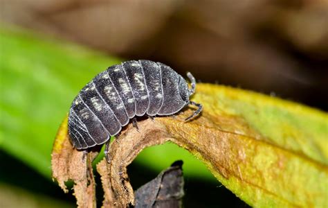 What Do Isopods Eat? How To Mimic Bio-Active Systems (In Nature)