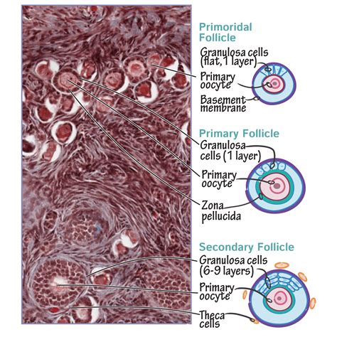 Histology Glossary Histology Ovarian Follicle Draw It To Know It | Hot ...